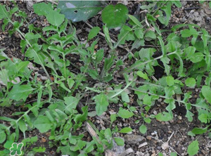 野生薺菜長什么樣？野生薺菜怎么識別？