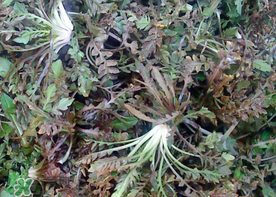 腎結(jié)石能吃薺菜嗎？腎結(jié)石可以吃薺菜嗎？