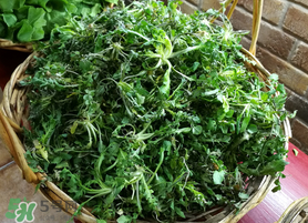 腎結(jié)石能吃薺菜嗎？腎結(jié)石可以吃薺菜嗎？