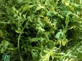 薺菜怎么保存？薺菜可以曬干存放嗎？