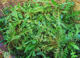 薺菜怎么保存？薺菜可以曬干存放嗎？
