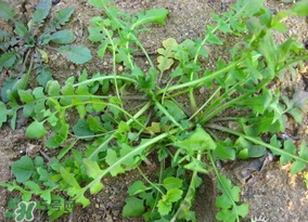 薺菜怎么保鮮？新鮮薺菜如何保鮮？