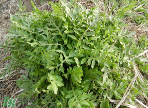 薺菜什么季節(jié)有？薺菜什么時(shí)候上市？