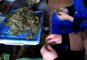 薺菜什么季節(jié)有？薺菜什么時(shí)候上市？