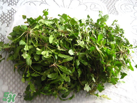 薺菜什么時(shí)候播種？薺菜什么時(shí)候挖？