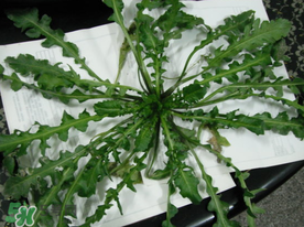 薺菜什么時(shí)候播種？薺菜什么時(shí)候挖？
