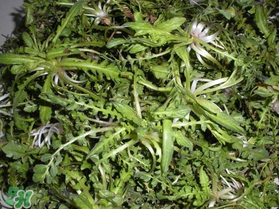 薺菜什么時(shí)候播種？薺菜什么時(shí)候挖？