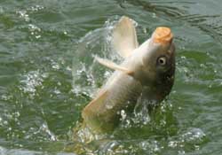 3月份釣什么魚？3月份怎么釣魚？