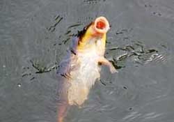 三月份釣鯉魚好釣嗎？3月份釣鯉魚用什么好？