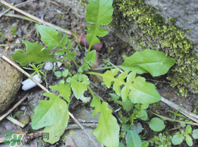 薺菜是什么菜？薺菜是什么野菜？