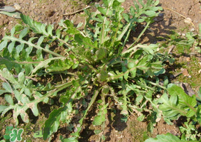 薺菜是什么菜？薺菜是什么野菜？