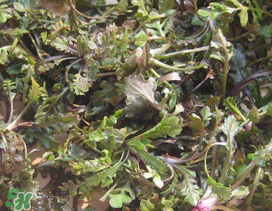 薺菜上有白點(diǎn)能吃嗎？薺菜背面有白點(diǎn)是什么？