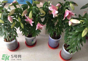3月份可以種百合花嗎？百合幾月種植？