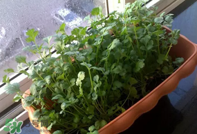 三月份可以種香菜嗎？香菜幾月份播種？