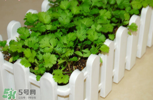三月份可以種香菜嗎？香菜幾月份播種？