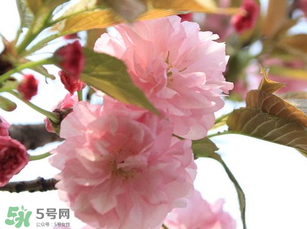 四月份還有櫻花嗎？四月份哪里有櫻花？