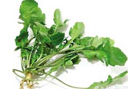 薺菜是什么菜？薺菜是什么野菜？