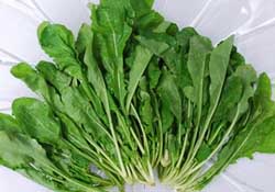 薺菜能和青菜一起吃嗎？薺菜和青菜一起吃好嗎？