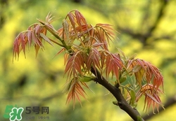 什么東西清火效果好？什么東西清火最快？