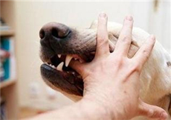 狂犬疫苗多少錢？狂犬疫苗價(jià)格？