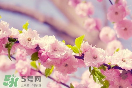 什么花可以釀酒？哪些花可以釀酒？