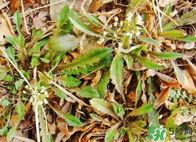 薺菜不能和什么一起吃？薺菜和什么相克？