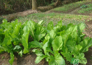 芥菜能和雞肉一起吃嗎？芥菜與雞肉同吃會中毒嗎？