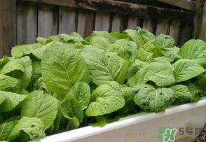 芥菜為什么苦？芥菜苦是怎么回事？