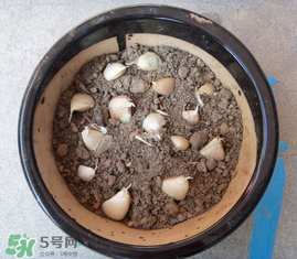春天可以種大蒜嗎？春天什么時(shí)候種大蒜？