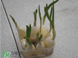 春天大蒜什么時候澆水？大蒜多久澆一次水？