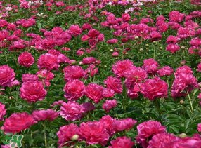 春天能種芍藥嗎？芍藥幾月種植？