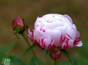 春天能種芍藥嗎？芍藥幾月種植？