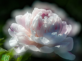 春天能種芍藥嗎？芍藥幾月種植？