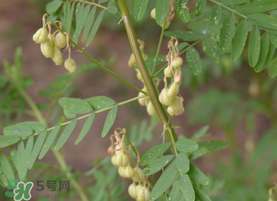 春天能吃黃芪嗎？春天吃黃芪好嗎？