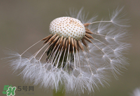 蒲公英多少錢一斤？蒲公英多少錢一克？