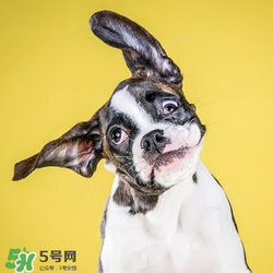 狂犬疫苗多少錢？狂犬疫苗價格？