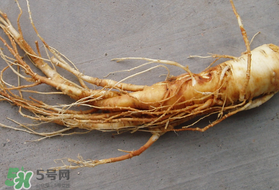 春天可以吃人參嗎？春季能進補人參嗎？