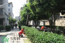 植樹節(jié)是為了紀(jì)念誰？植樹節(jié)的由來和意義