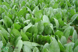春天能種菠菜嗎？春天怎么種菠菜？