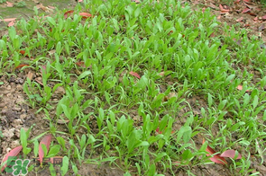 春天能種菠菜嗎？春天怎么種菠菜？