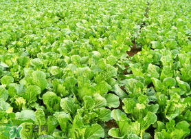 春天能種白菜嗎？春天白菜什么時(shí)間種植？
