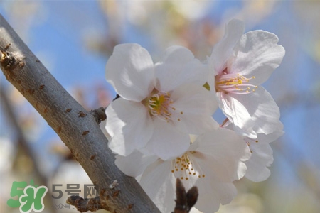植樹(shù)節(jié)可以種什么花？植樹(shù)節(jié)種什么花好？