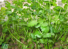 春天能種香菜嗎？香菜幾月份播種？
