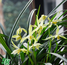 蘭花怎么養(yǎng)？蘭花怎么種？