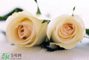 白色情人節(jié)送什么花？白色情人節(jié)送白玫瑰合適嗎？