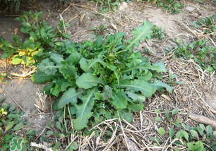 春天吃什么野菜好？春天吃什么野菜降血壓？