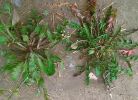 野生薺菜幾月份有？野生薺菜什么時候有？