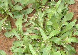 野生薺菜幾月份有？野生薺菜什么時候有？