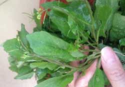 春天吃什么野菜好？春天吃什么野菜降血壓？