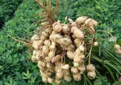 春天能種花生嗎？春天什么時(shí)候種花生？